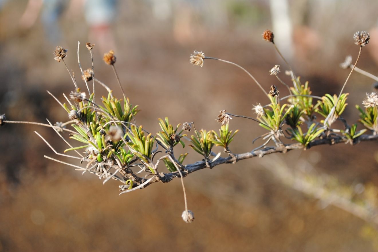 This is a close-up of the rosemary plant that&#039;s endemic to the Galápagos.